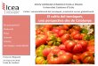 Cultiu i comercialització del tomàquet: proximitat versus … · 2019-10-01 · • Recentment està triomfant la varietat millorada Monterosa de Semillas Fitó. • Les tendènies