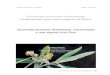 Gochnatia peruviana (Asteraceae: Gochnatieae) a new ... Gochnatia... · Museo de Historia Natural Universidad Nacional Mayor De San Marcos Av. Arenales 1256 14-0434 Lima – Perú