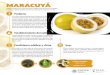 MARACUYÁ · 2019-10-14 · Producto Establecimiento del cultivo MARACUYÁ Es una fruta redonda y pequeña de piel resistente que se arruga cuando está madura, adoptando una coloración