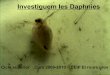 Investiguem les Daphnies - XTEC · Cambra de reproducció Hem observat que hi ha daphnies que porten els ous o les cries dins seu, a l’esquena. Hem llegit que les femelles tenen
