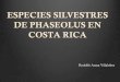 ESPECIES SILVESTRES DE PHASEOLUS EN COSTA RICA · 2019-11-19 · 1 P. acutifolius A Gray (¿sólo como material cultivado?) 2 P. coccineus L. (sólo como material cultivado) 3 P