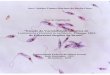“Estudo da Variabilidade Genética de Leishmania (Viannia ......II Ana Cristina Vianna Mariano da Rocha Lima “Estudo da Variabilidade Genética de Leishmania (Viannia) braziliensis