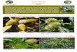 Familia Fagaceae - Biodiversidad Virtual · Familia Fagaceae Clave de géneros Ref: Pla.19 (29/12/15) 1.- (1a)Frutos (bellotas) rodeados de forma incompleta por una cúpula escamosa