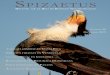 SpizaetuS - The Peregrine Fund...2019/12/24  · (Sibley 2001), juveniles de Aligátor Americano (Alligator mississippiensis) (Bent 1938), zorrillos o mofetas, conejos (Henderson 2002),