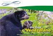 Venezolano€¦ · Oso pardo. Oso negro americano (Ursus americanus) Aunque su nombre común refiere a su pelaje de color negro, también los hay marrones, grisáceos y hasta blancos