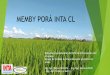 MEMBY PORÁ INTA CL - Proarrozproarroz.com.ar/static/presentaciones/inta-manejo-de... · 2018-09-11 · Color verde claro. ... Evaluamos la respuesta a la fertilización nitrogenada