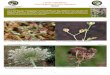 Familia Umbelliferae - Biodiversidad Virtual · Foto 11: Torilis arvensis subsp. neglecta. Inflorescencia. Foto 12: Caucalis platycarpos. Inflorescencia. Foto 9: Daucus carota. Inflorescencia