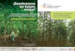 Programa de Incentivos para la Reforestación con Fines ...asoteca.org.ec/wp-content/uploads/PDF/incentivos.pdf · El sector forestal es uno de los sectores de la economía ecuatoriana