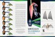 Guia Murcielago MNHN PARA WEB€¦ · ocasión, hemos querido ofrecer esta guía ilustrada para facilitar la correcta identificación de sus familias y especies, pensando en nuestros