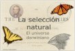 La selección natural - UAB Barcelonabioinformatica.uab.cat/diaposcurso/temaSN/sn.pdfabedul Biston betularia. La forma que pasa más desapercibida a los depredadores es seleccionada