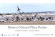 Reserva Natural Playa Penino - Aves Uruguayavesuruguay.org.uy/wp-content/uploads/2015/09/...SITUACIÓN GEOGRÁFICA Ubicación La Reserva Natural Playa Penino (en formación) se halla