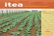 aida-itea.org · 2018-06-13 · Sumario Producción Vegetal Reutilización del sustrato degradado de Pleurotus ostreatus. Parámetros cuantitativos. Use of spent mushroom substrate