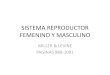 SISTEMA REPRODUCTOR FEMENINO Y MASCULINO · SISTEMA REPRODUCTOR FEMENINO Y MASCULINO MILLER & LEVINE PAGINAS 988-1001 . ... Embarazo •Puede suceder durante los primeros dos días