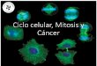 Ciclo celular, Mitosis y Cáncer … · Etapa de crecimiento y preparación para la división celular. Gran actividad metabólica. Etapa de mayor duración del ciclo celular. Se divide