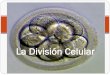 La División Celularinstitutonacional.cl/.../2016/...División-Celular.pdf · La división celular es, en realidad, un proceso doble. Estos dos procesos son:-la división nuclear,
