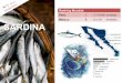 México SARDINA - Canainpesca · 2020-06-09 · SARDINA Ranking Mundial: Perú 1 3, 776,604 toneladas México 6 721, 571 toneladas