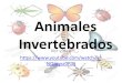 Animales Invertebrados - stls.cl. NATURALES/Animales Invertebrad… · Animales Invertebrados Author: diva Created Date: 6/17/2016 1:46:10 PM 