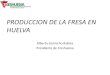 PRODUCCION DE LA FRESA EN HUELVA...2014/10/02  · Los inicios del cultivo de la fresa en la provincia de Huelva están muy poco documentados y así se puede constatar la falta de