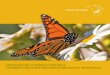 monitoreo de la mariposa monarca en américa del norte ... · resumen de iniciativas y protocolos Febrero de 2009 Comisión para la Cooperación Ambiental. mariposa monarca Danaus