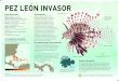 PEZ LEÓN INVASOR · El pez león, especie nativa a la región Indo Pací˜ca, fue introducido al Atlántico occidental en la década de los ochentas a través del comercio de peces