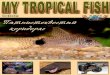 My Tropical Fish · Скакунова “Рыбка в цифре” поможет аквариумистам понять, как фотографировать и что нужно