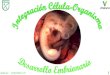 Presentación de PowerPoint€¦ · Por inducción embrio-naria y contacto entre endo y ectodermo, se origina el mesodermo GASTRULACIÓN: Embrión didérmico: endodermo y ectodermo