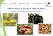 Piñón Rosa ( Pinus Cembroides ) · Existen cerca de 93 especies de este género y son de clima templado. En México existen cerca de 10 especies de pinos, entre ellos el Ayacahuite