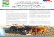 Calidad de carne bovina en Magallanes: una alternativa de ...biblioteca.inia.cl/medios/biblioteca/informativos/NR40611.pdf · a peso de faena, con una alimentación en base a granos