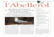 núm. 46 l’Abelleroll’Abellerolornitologia.org/mm/file/queoferim/divulgacio/publicac...núm. 46l’Abelleroll’AbellerolButlletí de contacte de l’Institut Català d’Ornitologia