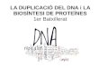 LA DUPLICACIÓ DEL DNA i LA BIOSÍNTESI DE PROTEÏNEScosmolinux.no-ip.org/recursos_aula/BIO1erBAT/Genetica... · 2020. 5. 5. · La replicació del DNA en una forqueta de replicació