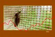 Presentación de PowerPoint · Salta : 29 casos autóctonos de Fiebre Chikungunya 25 los casos confirmados de Fiebre Chikungunya importados, distribuidos en Salta, CABA, Jujuy, Córdoba,