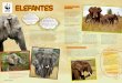 Elefantes · 2020. 4. 1. · Elefantes Los elefantes viven también en Asia, allí son más pequeños y no suelen tener los característicos colmillos. Esto les salva de una de las