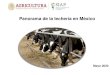 Panorama de la lechería en Méxicoinfosiap.siap.gob.mx/opt/boletlech/Brochure Cuarto...a la Unión Europea. México ocupa el 34 lugar en compra de leche líquida con 0.32% de las