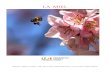 La miel - Biblioteca Virtual Seniorbibliotecavirtualsenior.es/wp-content/uploads/2019/06/La-miel.pdf · La cosmética es otro campo donde la miel aporta sus propiedades naturales