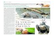 EL VOLTOR QUE ENSEL VOLTOR NEGRE (AEGYPIUS MONACHUS) és la quarta espècie de voltor ibèric que faltava a Catalunya des que en va desaparèixer, fa un centenar d’anys. Les diferents