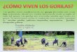 Los gorilas viven pacíficamente en grupos formados por ...colegiosanjoaquinysantaana.es/noticias/wp-content/... · Los gorilas viven pacíficamente en grupos formados por unos diez