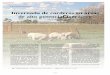 Invernada de corderos en áreas de alto potencial forrajero · 10 Comunicaciones - Publicación del Valle Inferior - ABRIL 2011 - Año 21 - N° 66 C PRODUCCIÓN OVINA Invernada de