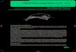 Pipistrellus pygmaeus (Leach, 1825) - Transición Ecológica · do. La región ventral es más clara. La razón entre la longitud de la 2ª y 3ª falange del 3 er dedo es 1:1, aun-que