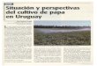Situación yperspedivas del cultivo de papa en Uruguay · en mejorar el abastecimiento de semilla de papa para las distintas épocas de cultivo y el desarrollo de variedades con mayor