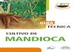 MANDIOCA - Universidad Agrícola...Los trabajos de investigación y participación de productores, técnicos y extensio - nistas del Ministerio de Agricultura y Ganadería (MAG/DEAg)