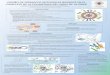 Presentación de PowerPoint147.96.70.122/Web/TFG/TFG/Poster/MARIA GONZALEZ SANCHEZ.pdf · 2019. 2. 10. · - Dirigidos al bolsillo de unión de la cola y el bucle. - Nucleozina y