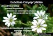 Subclase Caryophyllidae - UNLP...Subclase Caryophyllidae 2. Flores apétalas. 3. Ovario 2-pluricarpelar. Flores en racimos o espigas Phytolaccaceae 4’. Perianto con las piezas soldadas
