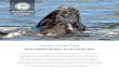 Viajes a Puerto Madryn Invernal Avistaje de la Ballenas · Nota: Si sos buzo brevetado puedes consultar para bucear en las aguas del golfo, se incluye equipo de buceo completo. Día