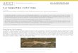 La lagartija colirroja - RUA: Principalrua.ua.es/dspace/bitstream/10045/7693/1/ECO_16(1)_13.pdf · 2016. 4. 25. · La lagartija colirroja, Acanthodactylus erythrurus Schinz 1833,