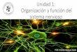 Unidad 1: Organización y función del sistema nervioso · 2017. 5. 16. · Unidad 1: Organización y función del sistema nervioso ... Estructura de la neurona Función ... Botones