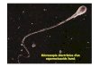 Microscopia electrònica d’un espermatozoide humà...2008/07/03  · (6è dial Cavitat uterina Blàstula (5è dia) Fase de 4 (4t la divisió de (30 Trornpa Ou nuclis) Pavelló de