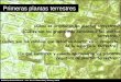 Presentación de PowerPoint - UNLP · 2014. 5. 8. · Conclusiones 1.- Los cambios evolutivos que permitieron la aparición de las primeras plantas terrestres fueron la retención