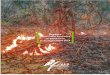 Reporte’de’incendios’forestales’en’Santa’Cruz’incendios.fan-bo.org/Satrifo/reportes/IncendiosSCZ-FAN... · 2019. 9. 18. · Reporte’de’incendios’forestales’en’Santa’Cruz’