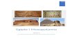 Egipte i Mesopotamia Web viewLa finalitat de les tombes era protegir el sarcòfag dels robatoris. Només el faraó i els membres de la noblesa tenien el poder suficient per fabricar