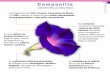Campanilla - INTA Informa · Campanilla (Ipomoea purpurea) Investigadores del INTA, Conicet, Universidad de Morón y la UBA, evalúan su potencial para tratar enfermedades neurodegenerativas